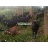 草根牧业供应价位合理的努比亚黑山羊_努比亚黑山羊价格