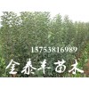 哪里能买到实惠的红富士苹果苗：红富士苹果苗供应