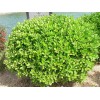 黄杨找新园花卉——大叶黄杨批发