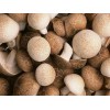 报价合理的香菇裕隆祥农业供应，划算的香菇
