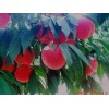 永莲蜜桃苗