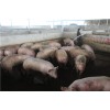 南宁生猪批发——新又鲜畜禽提供特价广西生猪屠宰服务，同行中的姣姣者