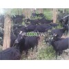 南宁优质的马山黑山羊哪里有供应 南宁努比亚黑山羊种羊出售