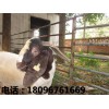 河南山羊|阜阳优质的山羊报价