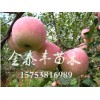 哪里能买到划算的红富士苹果苗 红富士苹果树苗批发