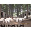 辽宁山羊，世新山羊养殖场出售合格的山羊