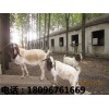 批发山羊——具有口碑的山羊市场价格情况