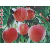提前预订永莲蜜桃苗有优惠！