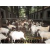 安徽山羊——阜阳口碑好的山羊批发