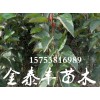 较受欢迎的红富士苹果苗出售 红富士苹果苗市场价