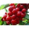供应潍坊性价比高的红灯大樱桃苗，德州红灯大樱桃苗