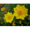 供应金鸡菊，价格合理的金鸡菊哪里有