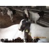 波尔山羊价钱如何 阜阳优惠的波尔山羊哪有卖