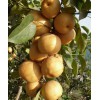 青岛梨树苗，[一边倒果树研究所]梨树苗品种优异