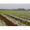 广西保温农用地膜：出色的玉米地膜供应商就在南宁