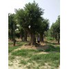 丛生国槐|供应山东品种好的大型国槐