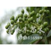 金泰丰苗木专注花椒树苗批发_江苏花椒苗