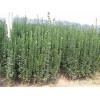 中国北海道黄杨——供应山东精品北海道黄杨