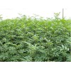想要大红袍花椒苗就来翠丽苗圃：湖北花椒苗