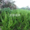 天津小龙柏，想要易种植的小龙柏就来立彩花卉苗木