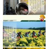 供应修水皇菊——供应江西优惠的2016皇菊预售