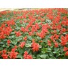皇帝菊种植基地——口碑好的花卉供应商就在潍坊