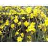鸿润花卉苗木_优质绿化苗木供应商——北海道黄杨价格行情