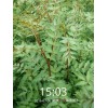 促销哪里有大红袍花椒苗_优质泰山大红袍花椒苗大量批发