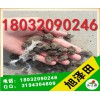 优良的鸡粪哪里有_新疆鸡粪|阿克苏鸡粪多钱一吨【18032090246】