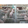 潍坊划算的猪用清粪板·厂家直销 猪用清粪板生产厂家
