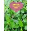 供应潍坊新品马鞭草：山东柳叶马鞭草价格哪家好