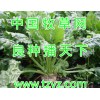 质量好的牧草种子信誉有保障的牧草品种山东新泰周全农业