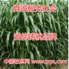 将军菊苣 南方苜蓿 健宝牧草草种子山东新泰周全农业信誉好