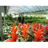 花卉种植厂家供应：口碑好的花卉种植温室哪里有
