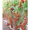寿光西红柿苗 耐低温西红柿苗品种