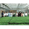 蔬菜种植技术员专业培训专业机构 烟台蔬菜种植技术员专业培训