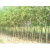 病虫害低的竹柳出售：批发美国竹柳
