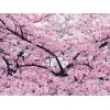 济宁源林经贸出售划算的樱花——河南樱花基地