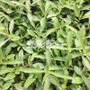 潍坊口碑好的山东马鞭草出售|细叶马鞭草种植基地