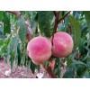 青州香山红桃苗：想买品种好的金秋蜜桃苗上哪
