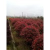 长沙专业的8公分红叶石楠种植移栽——7公分红叶石楠价格