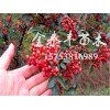 山西花椒苗 山东花椒树苗供应基地