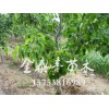 黄冠梨树苗批发 想要优惠的梨树小苗就来金泰丰苗木