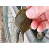 河南甲鱼：哪里能买到实惠的甲鱼