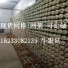 中国食用菌网格：长期供应优质食用菌网片