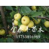 哪里能买到划算的梨树小苗|哪里有梨树小苗