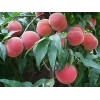 山东映霜红桃苗：价位合理的突围桃苗就在兴民果树苗木