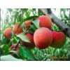 潍坊哪里有优惠的鲜桃供应，鲜桃行情