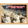 哪里能买到高质量的绒山羊：绒山羊价格