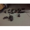 昆山灭老鼠服务|专业的苏州灭老鼠公司